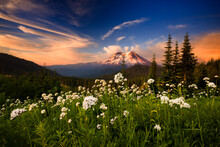 View Of Wildflowers Field With Mount Rainier In Background During Sunset