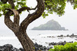© Tandem Stock - Tree on coast with island in background