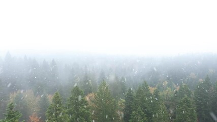 Wall Mural - Beautiful aerial view of a snowy winter season mountain forest during snowfall.