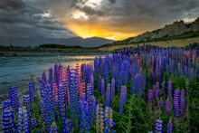 Sunset Over Clay Cliffs With Lupine Flowers In New Zealand