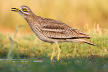 Close Up Of Stone Curlew Drinking Water