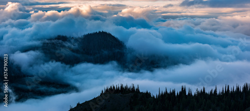 Clouds swirling around trees above Hurricane Ridge in Olympic National Park