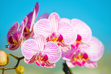 Close Up Of Moth Orchids