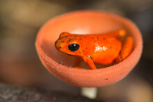 Red Strawberry Poison Dart Frog Sitting In Mushroom