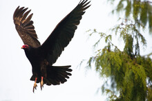 Turkey Vulture Flying Mid Air
