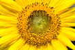 © Tandem Stock - Close up of sunflower