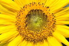 Close Up Of Sunflower