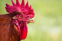 Close Up Of Rooster