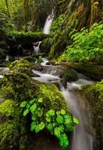 View Of Waterfall In Olympic National Park