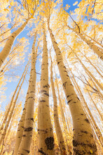 Low Angle View Of Aspen Trees Against Sky