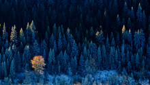 View Of Trees In Kootenai National Forest