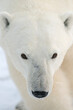 © Tandem Stock - Close up of polar bear