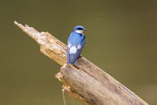 Close Up Of Mangrove Swallow Perching On Tree Trunk