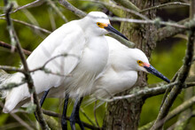Close Up Of Snowy Egrets Perching On Branch