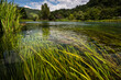 © Tandem Stock - View of grass swaying in Una River