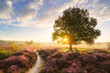 © Tandem Stock - View of heather flower field against cloudy sky