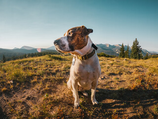 Dog sitting on a hill in the mountains of Colorado