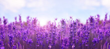Beautiful Lavender Field, Closeup. Banner Design