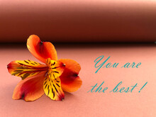 Fresh Orange Single Alsroemeria Flower. Isolated On Brown Background With Copy Space And Text, You Are The Best