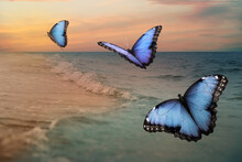 Beautiful Butterflies Flying Over Sea At Sunset