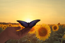 Woman Holding Beautiful Morpho Butterfly In Sunflower Field At Sunset, Closeup