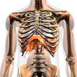 Diaphragm Muscle, Human Anatomy 3D Rendering