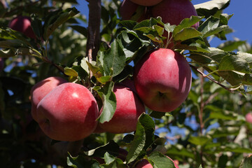 Red ripe apples on a tree