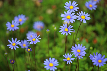 Felicia daisy flowers - The Ashcombe Maze and Lavender gardens, Victoria, Australia