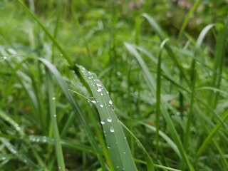 dew on grass