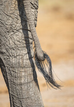 Vertical Portrait Of Elephant's Tail And Back Leg In Savuti In Botswana