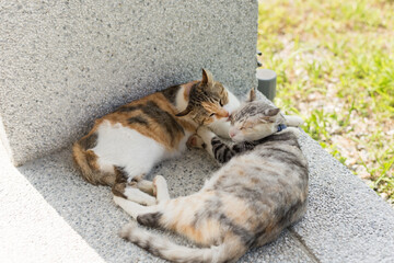 Canvas Print - cat lick her mother