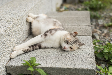 Canvas Print - cat doze and sleep