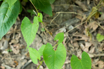 bug on twig