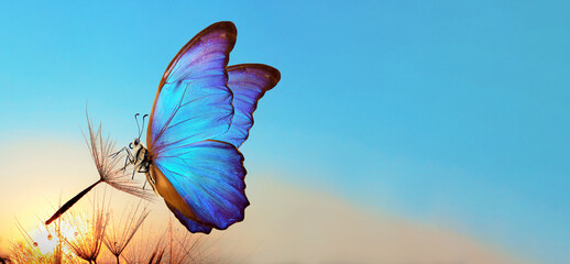 Aufkleber - Natural pastel background. Morpho butterfly and dandelion. Seeds of a dandelion flower in drops of water on a background of sunrise. Copy spaces                         