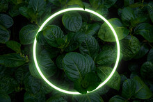 Beautiful And Fresh Green Leaves With Circle Neon Light