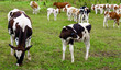 © Sergey + Marina - Herd of cows and calves on a green field in the Smolensk region, Russia