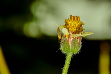 Sticker - A mosquito is perched by a flower.