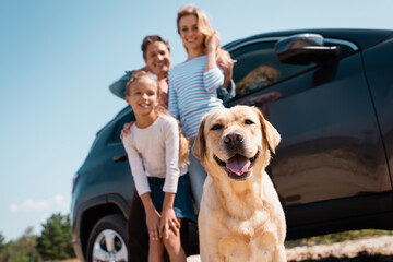 Wall Mural - Selective focus of golden retriever looking at camera near family and auto outdoors