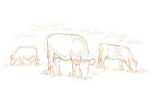 Cows Graze In The Meadow. Hand Drawn Sketch. Animal Farm. Dairy Product. Rural Landscape Panorama. Milk Produce.