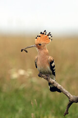 Canvas Print - The hoopoe (Upupa epops) sitting on a branch with a worm in its beak. Hoopoe with a raised tuft with a yellow background.