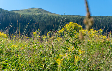 Scenic view of the colorful meadow plants with forest and mountain peak in background during summer morning in the Tatra mountains in Poland