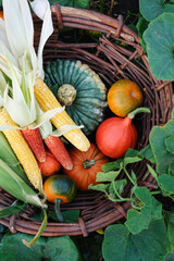 Wall Mural - different pumpkins and corn in a large wicker, outdoors.