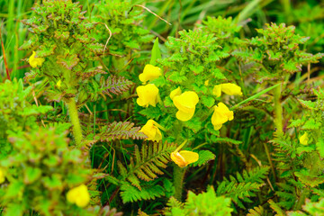 Wall Mural - Selective focus meadow flowers, beautiful fresh morning with dew on petal  at high altitude alpine region of himalayas at Himachal Pradesh. Spring landscape blurry natural background.