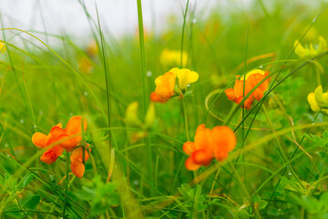 Wall Mural - Selective focus meadow flowers, beautiful fresh morning with dew on petal  at high altitude alpine region of himalayas at Himachal Pradesh. Spring landscape blurry natural background.