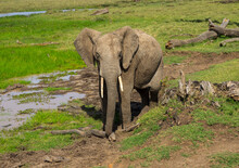 African Elephant (loxodonta Africana), Laikipia County, Mount Keny, Kenya