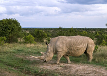 A Black Rhino (diceros Bicornis) Eats Grass, Laikipia County, Ol Pejeta, Kenya