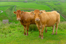 Two Limousin Cows Facing Forward On The High Fells Near Keld N The Yorkshire Dales, England.  Green Meadows And Drystone Walling In The Background.  Horizontal. Space For Copy.