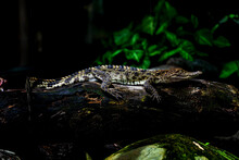 A Small Caimans - Crocodiles On A Log And Rock On A Sunny Day. It Live Throughout The Tropics In Africa, Asia, The Americas And Australia. Wildlife And Animal Concept.