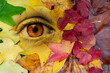 Eye in a background of autumul leaves. Earth, environment, living nature personification concept. Surreal digital collage.