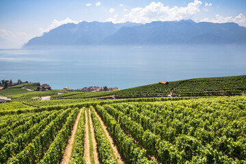 Wall Mural - Vineyards in Lavaux region, Switzerland